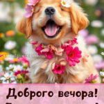 Доброго вечора, гарного настрою 12