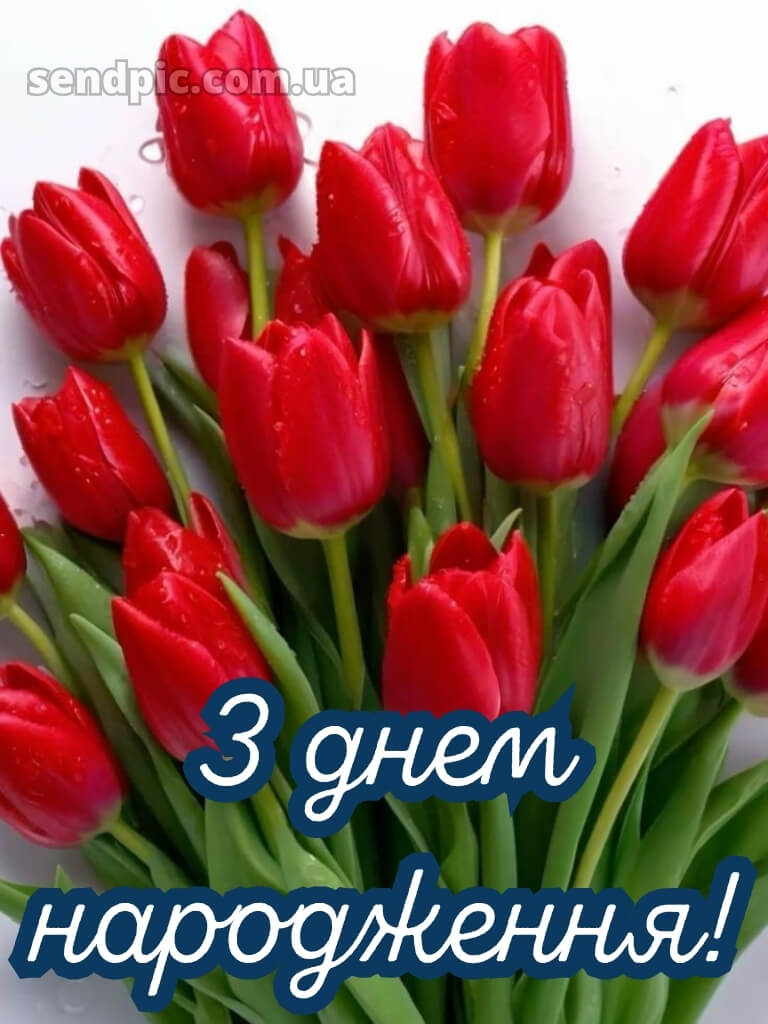 Листівки з днем народження тюльпани 27