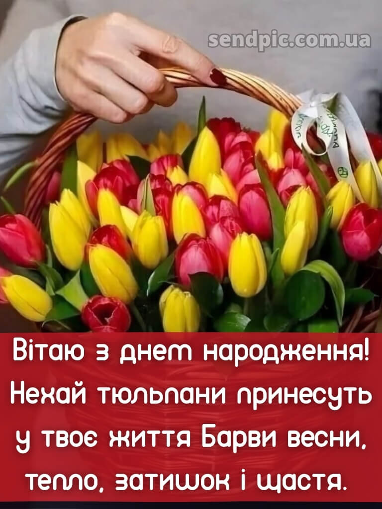 З днем народження тюльпани 18